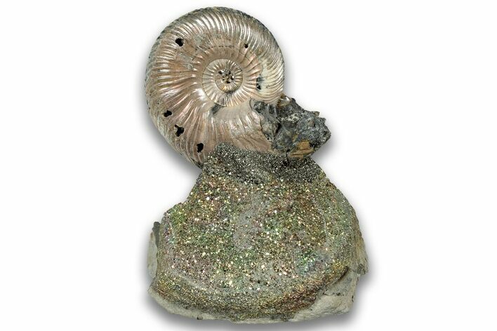 Iridescent, Pyritized Ammonite (Quenstedticeras) Fossil Display #324295